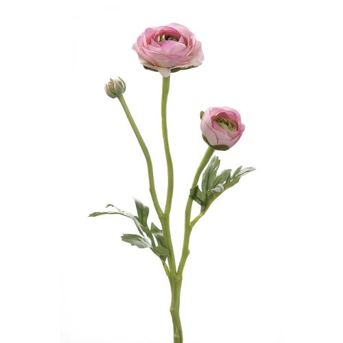 Ранункулюс розовый SANNA декоративный