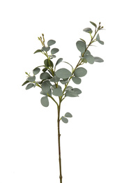 Ветка эвкалипта