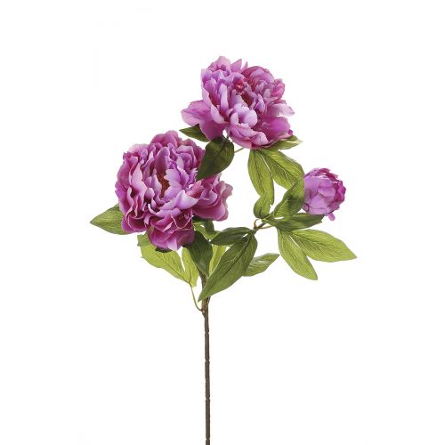Пион фиолетовый FRANCIS декоративный